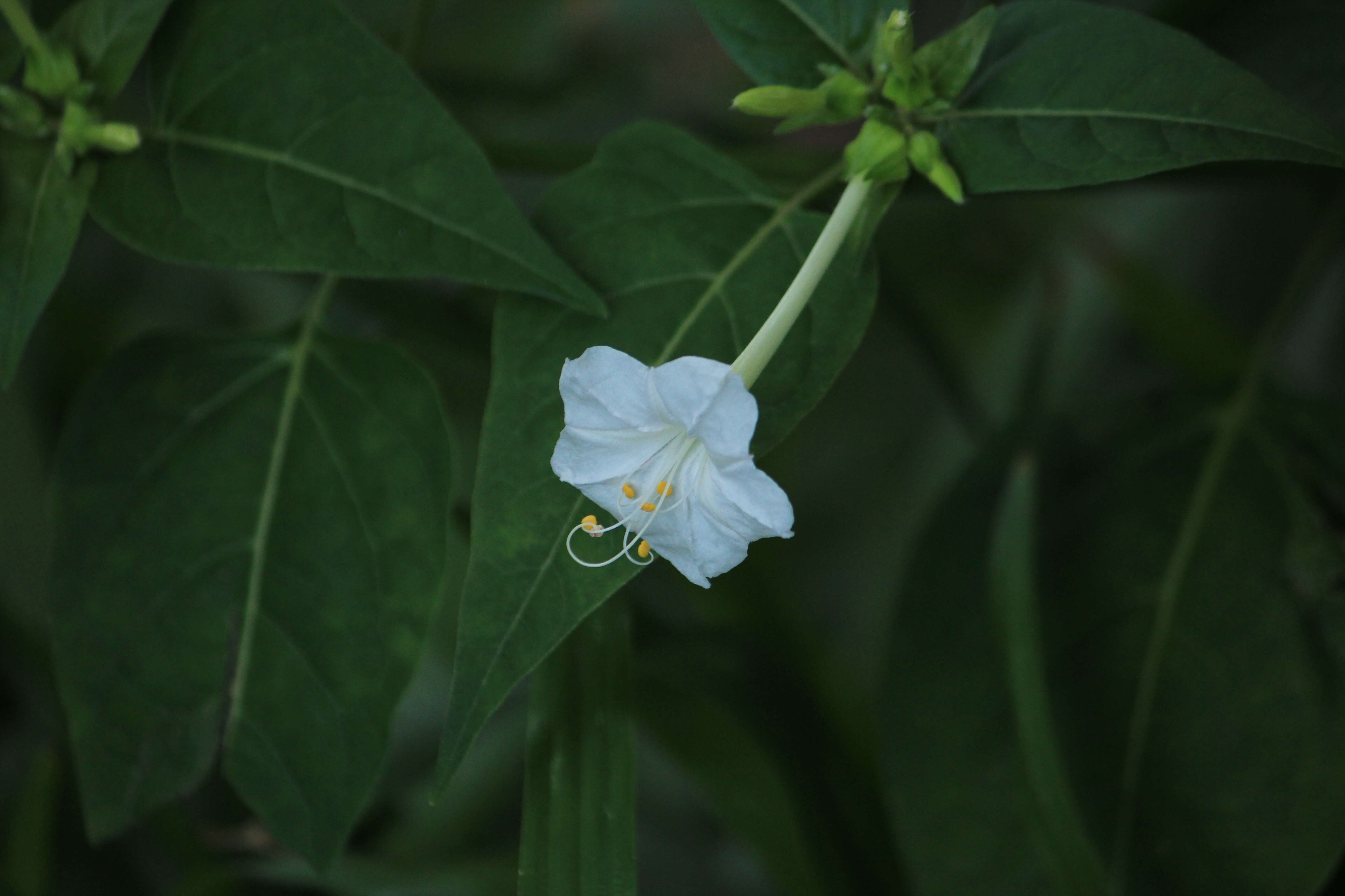 Image of Four o'Clock flower