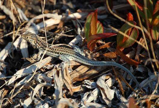 Image of Iberian Wall Lizard