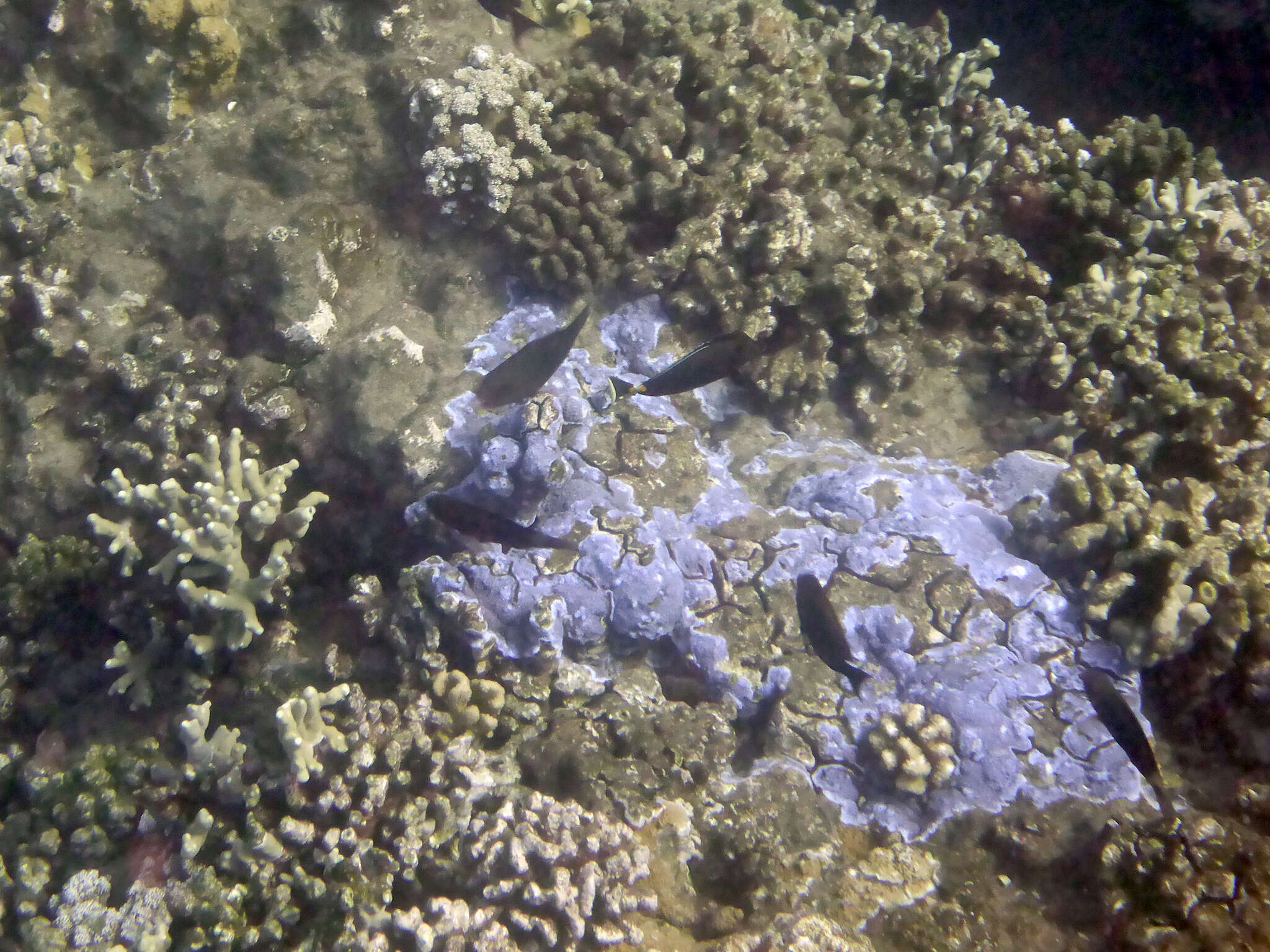 Image of Blue rice coral