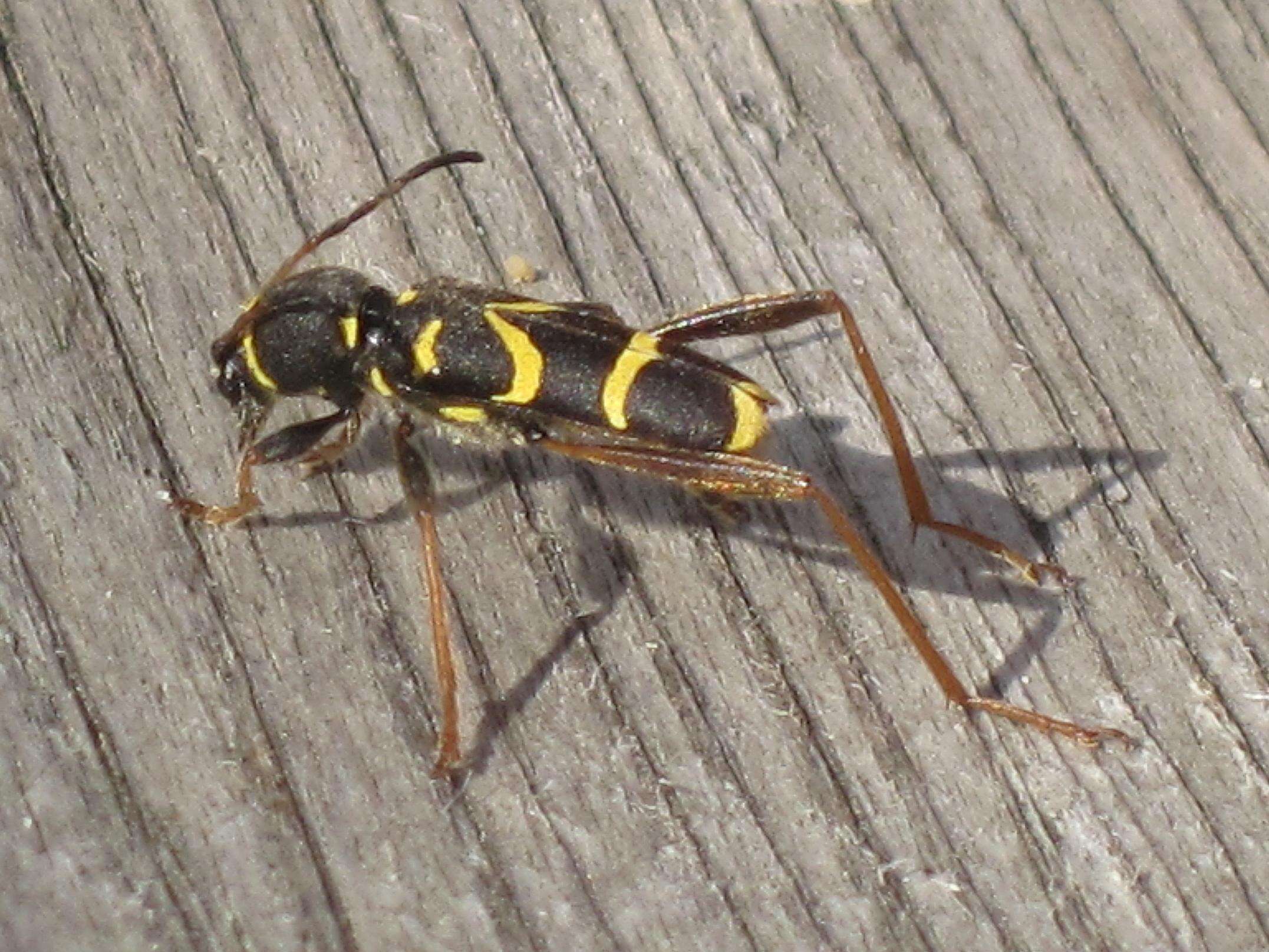 Image of Wasp beetle