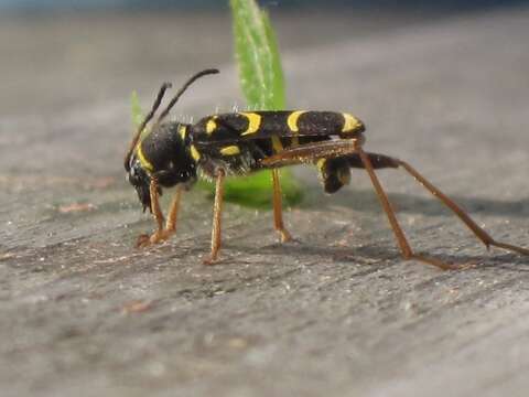 Image of Wasp beetle