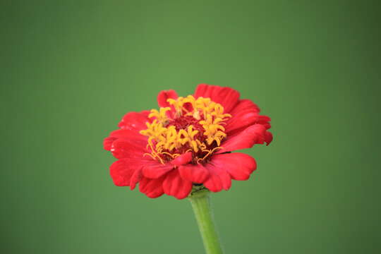 Image of ELEGANT ZINNIA