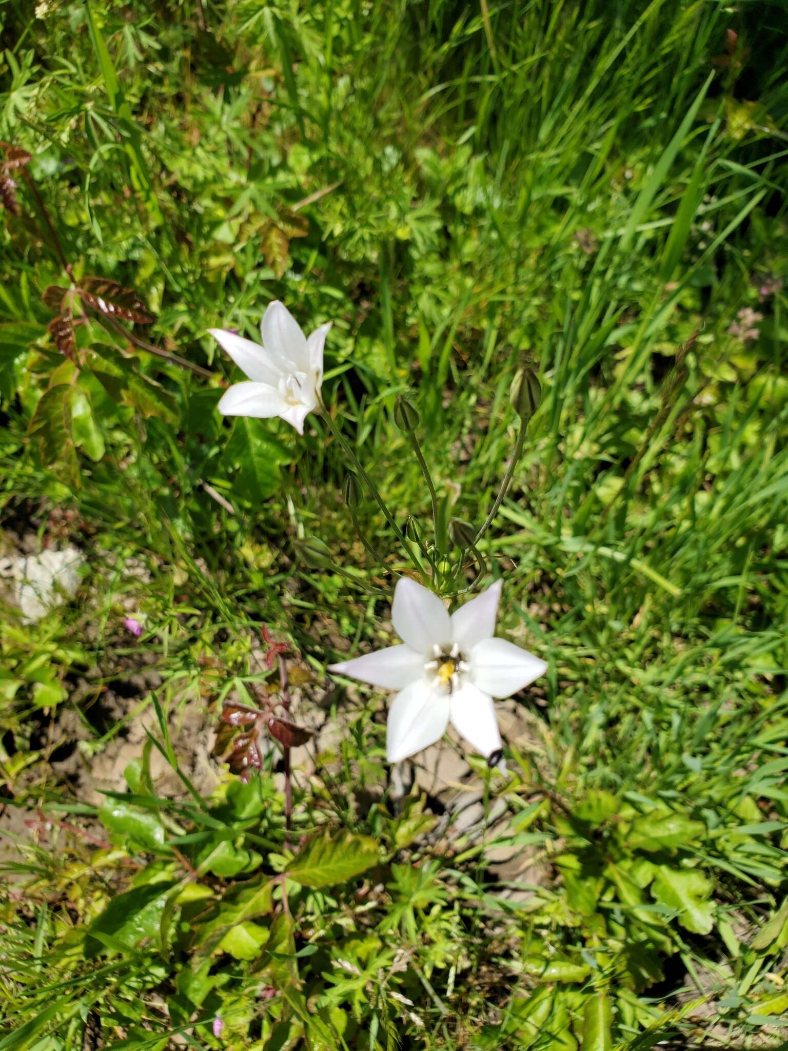 Image of long-ray brodiaea