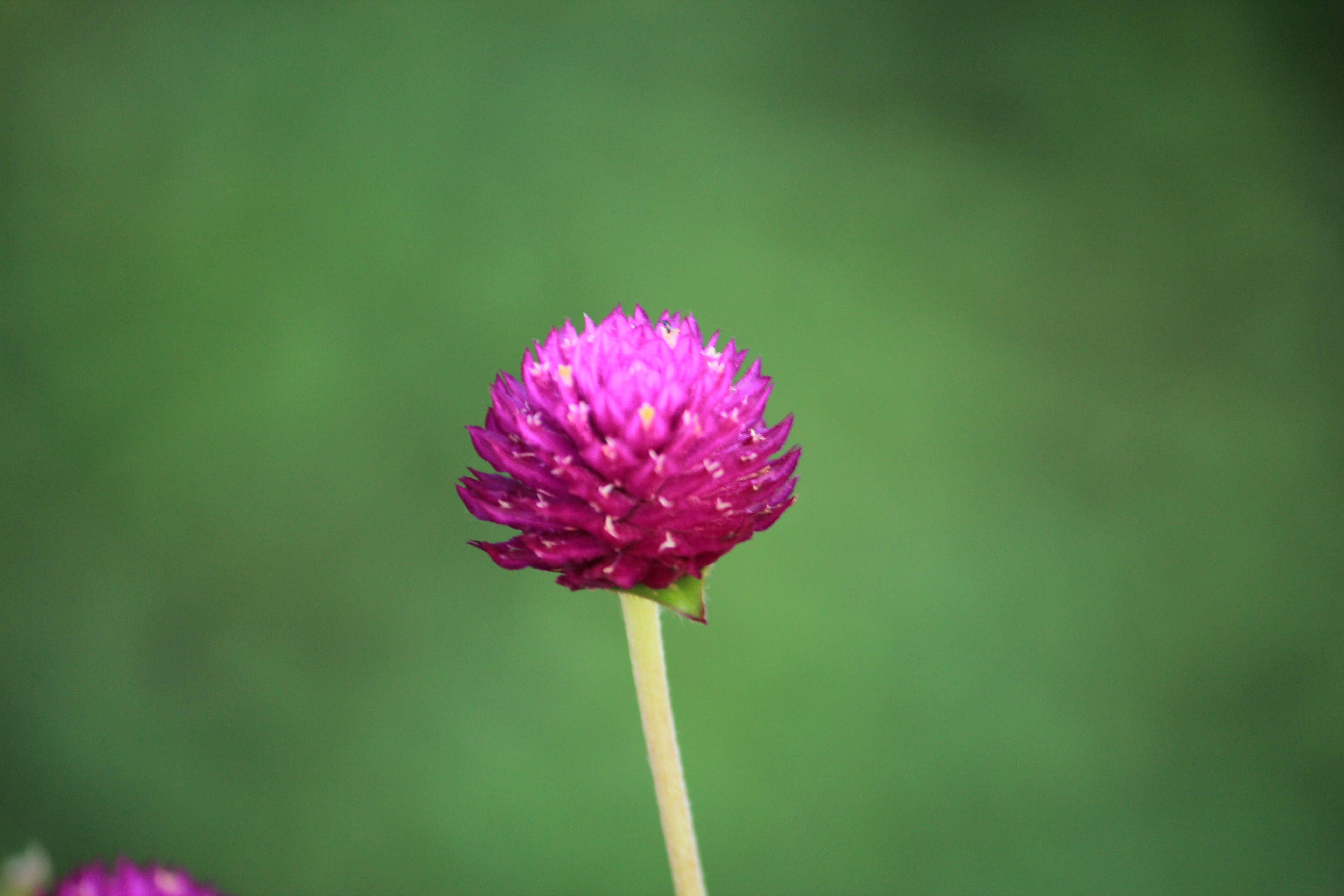 Imagem de Gomphrena globosa L.