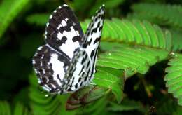 Image of Common Pierrot