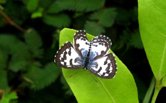 Image of Common Pierrot