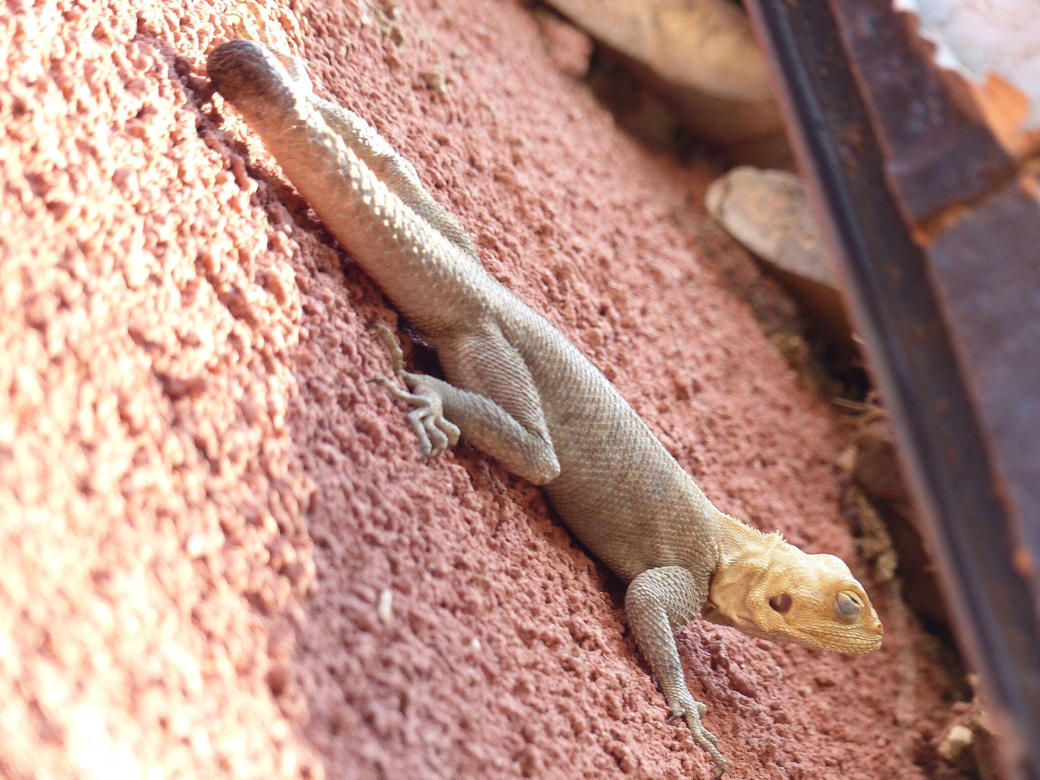 Image of Common agama