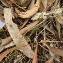 Image de Wahlenbergia luteola P. J. Sm.