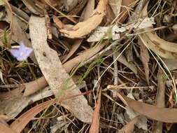 Imagem de Wahlenbergia luteola P. J. Sm.