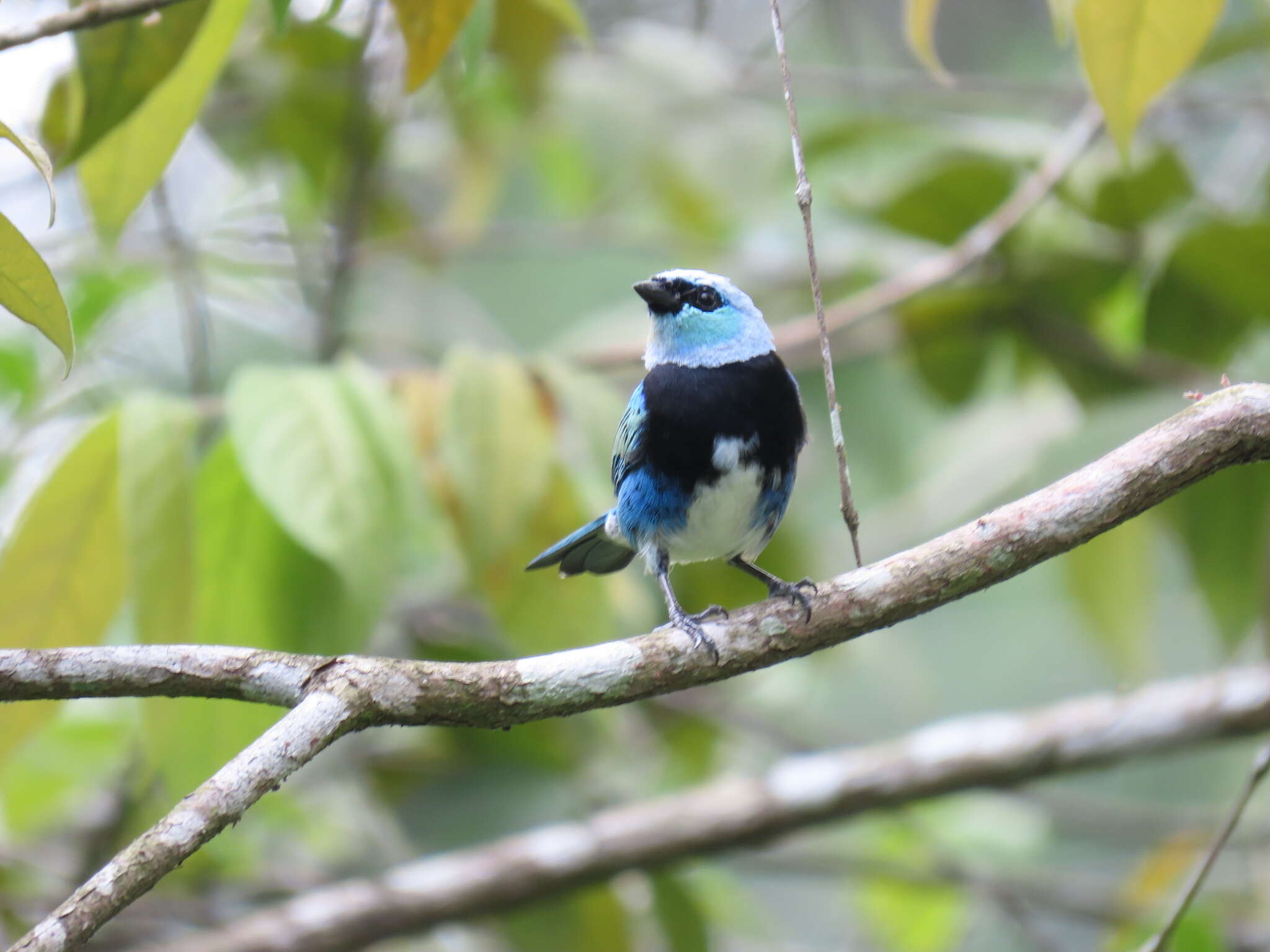 Stilpnia nigrocincta (Bonaparte 1838) resmi