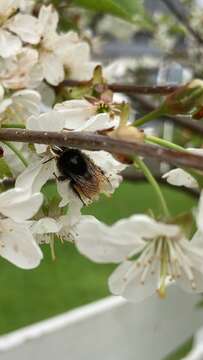 Plancia ëd Bombus alpinus (Linnaeus 1758)