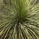 Image of Xanthorrhoea platyphylla D. J. Bedford