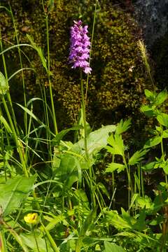 Image of Heath spotted orchid