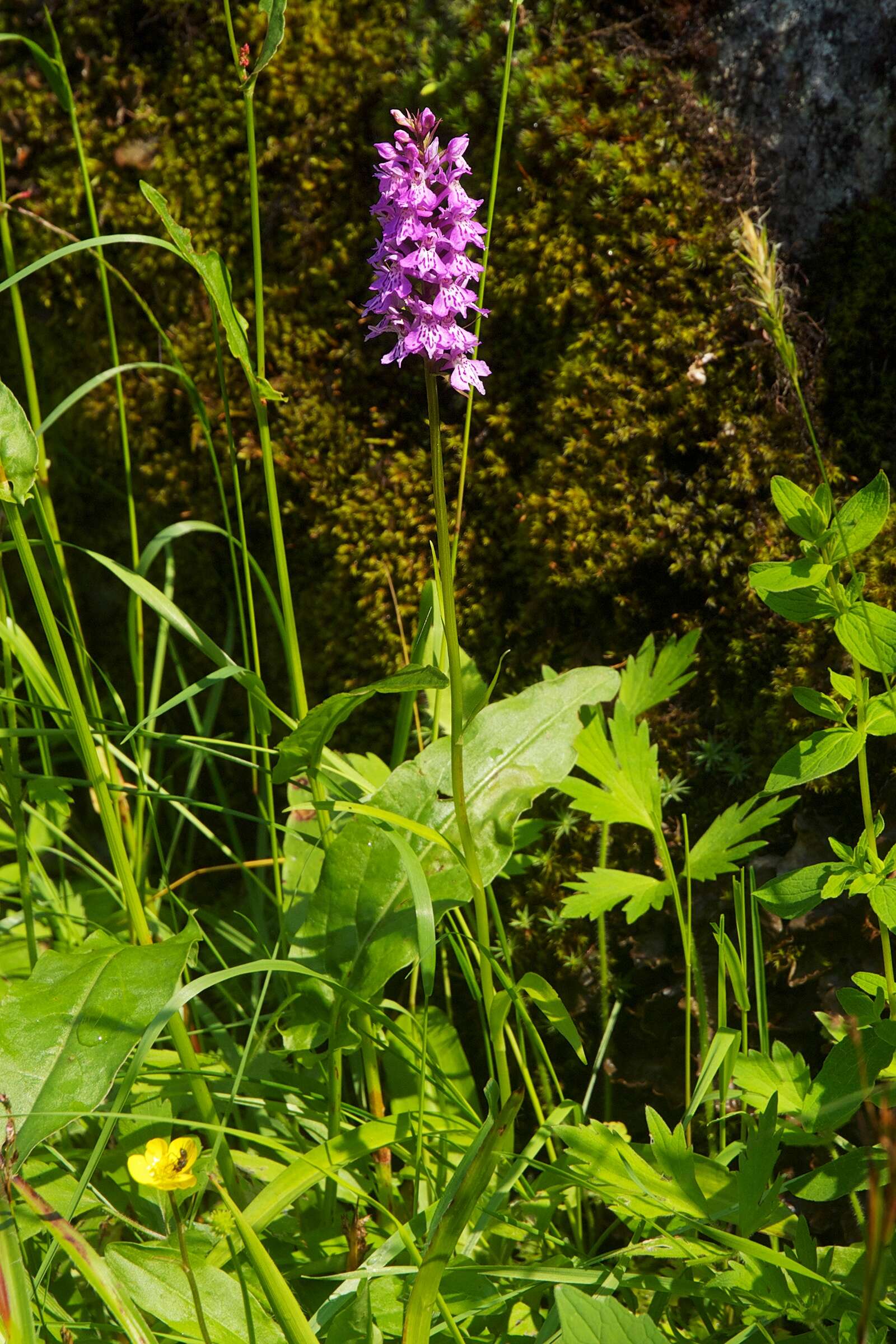 Image of Heath spotted orchid