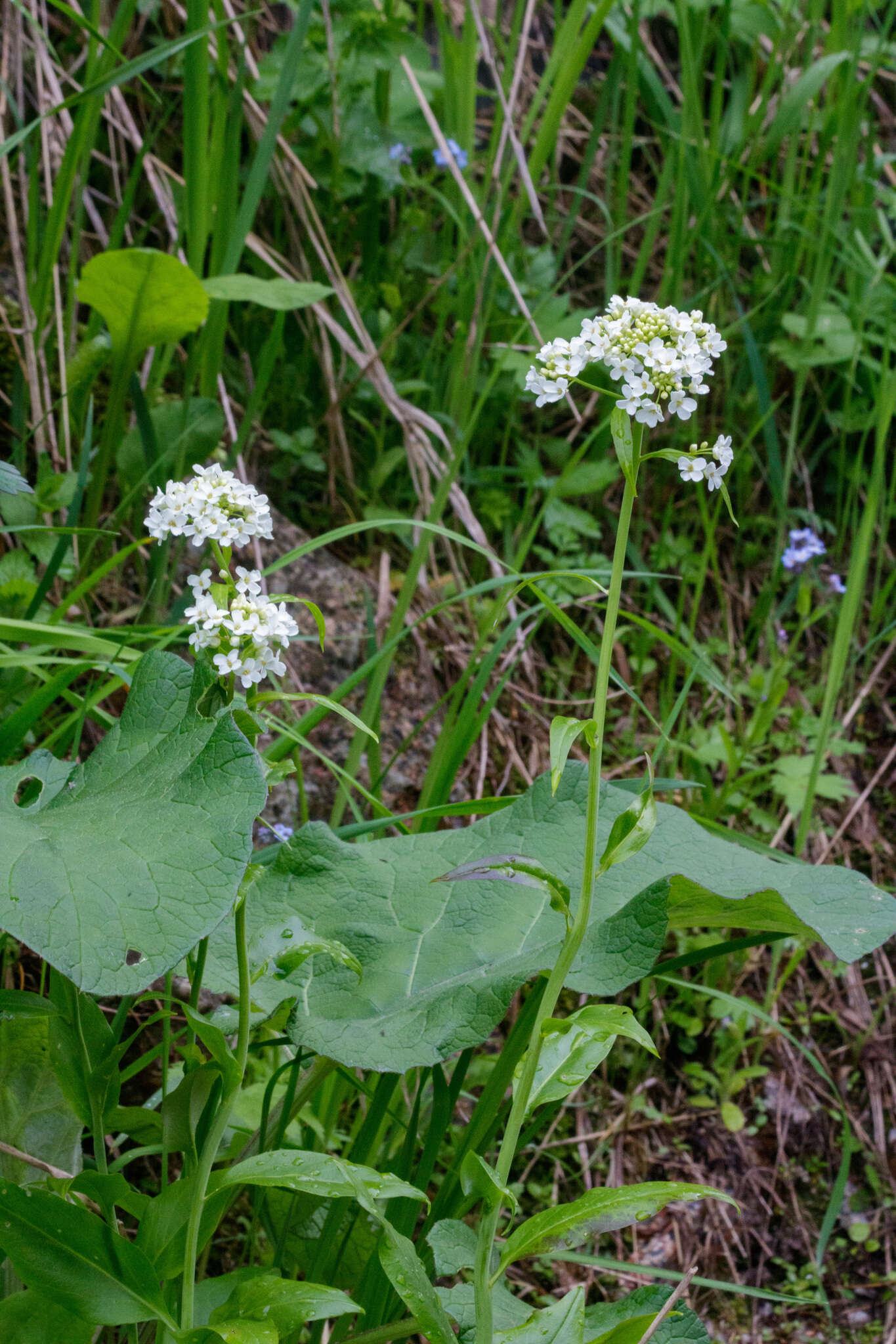 Imagem de Eutrema integrifolium (DC.) Bunge