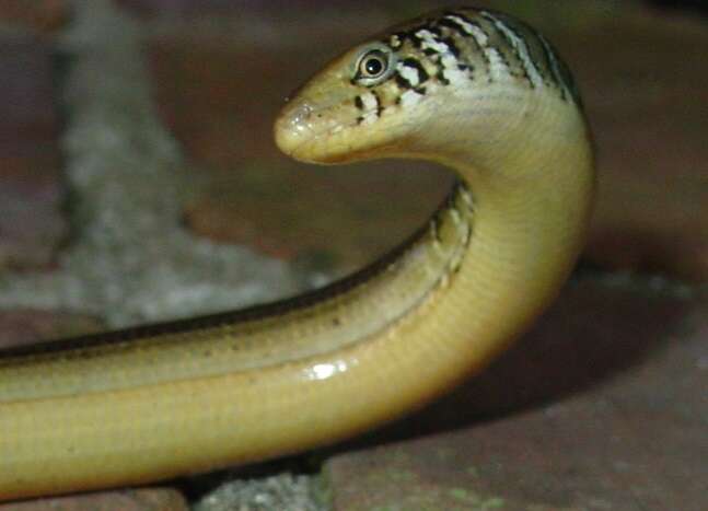 Image of Eastern Glass Lizard