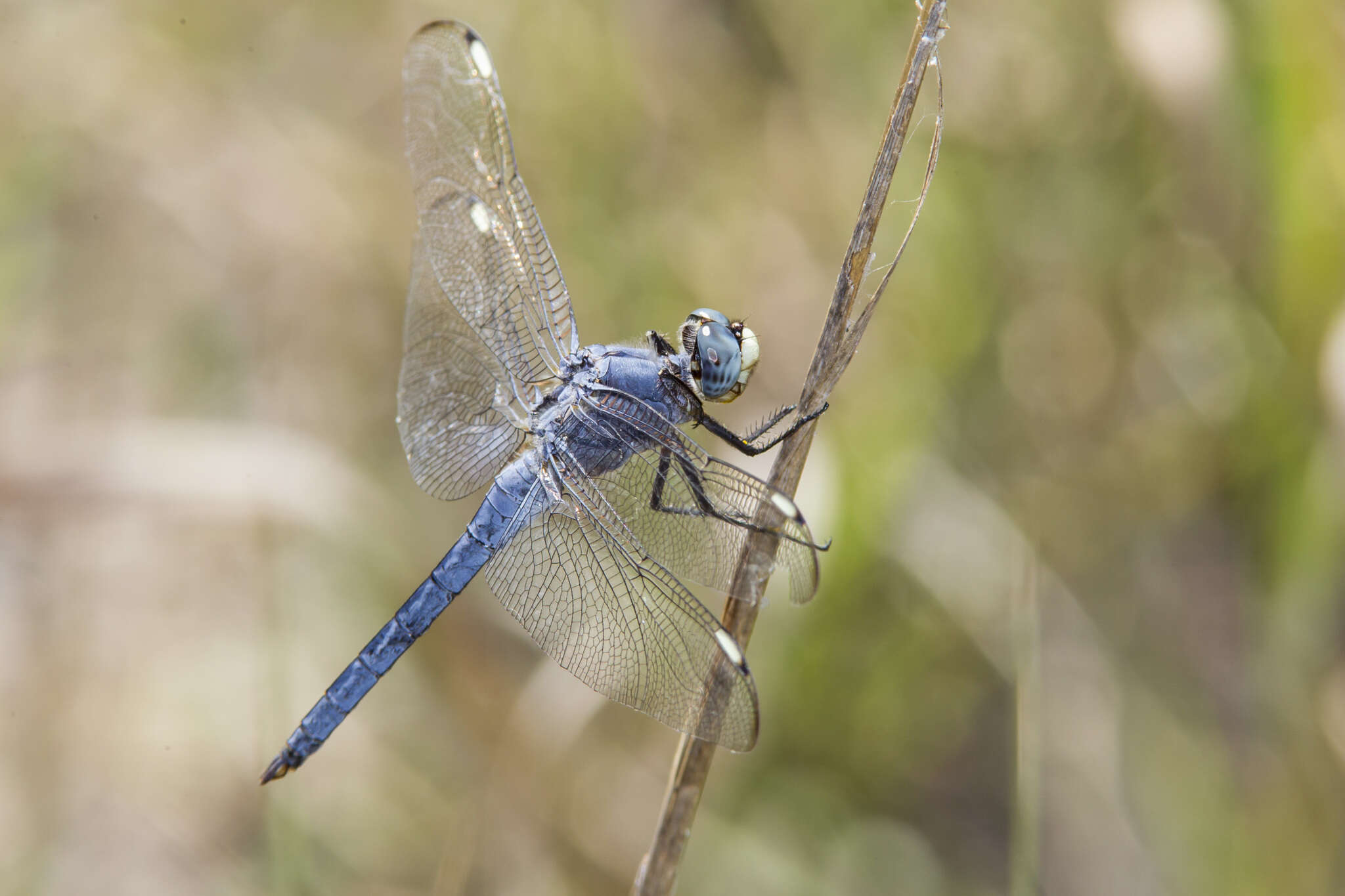 Image of Comanche Skimmer