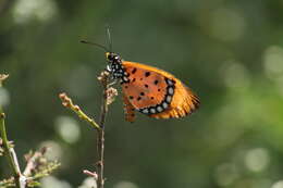 Image of Acraea terpsicore