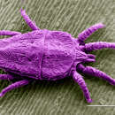 Image of Red and black flat mite