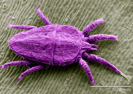 Image of Red and black flat mite
