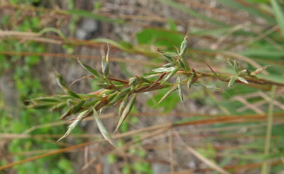 Image of Cymbopogon tortilis (J. Presl) A. Camus