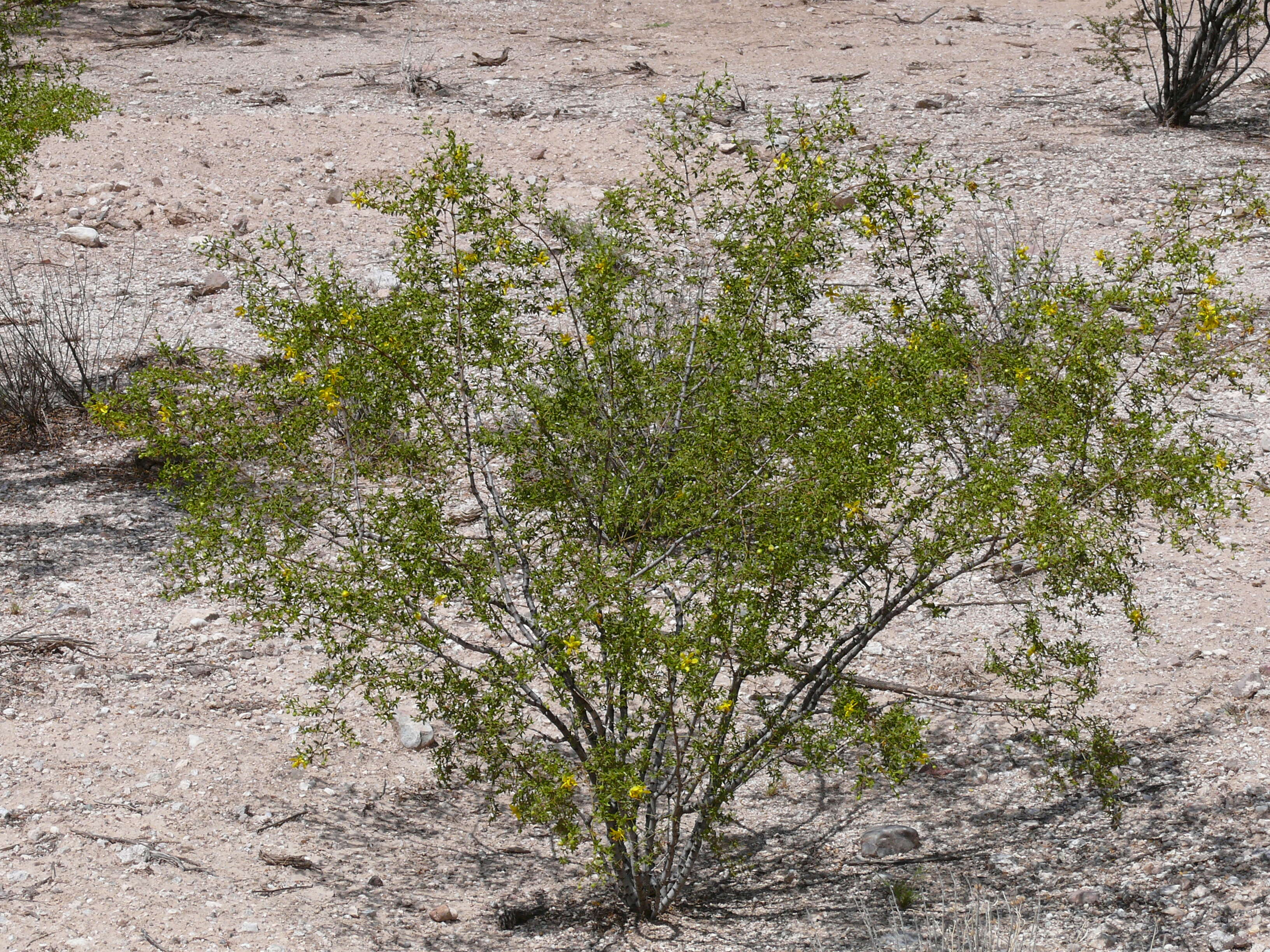 Image de Larrea tridentata (Sesse & Moc. ex DC.) Coult.