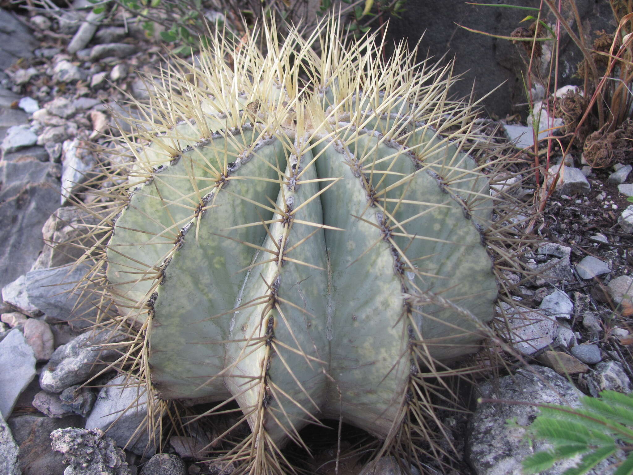 Ferocactus glaucescens (DC.) Britton & Rose resmi