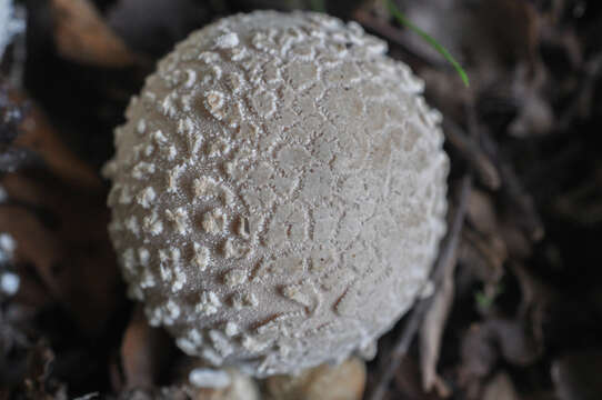 Image of Lycoperdon mammiforme Pers. 1801