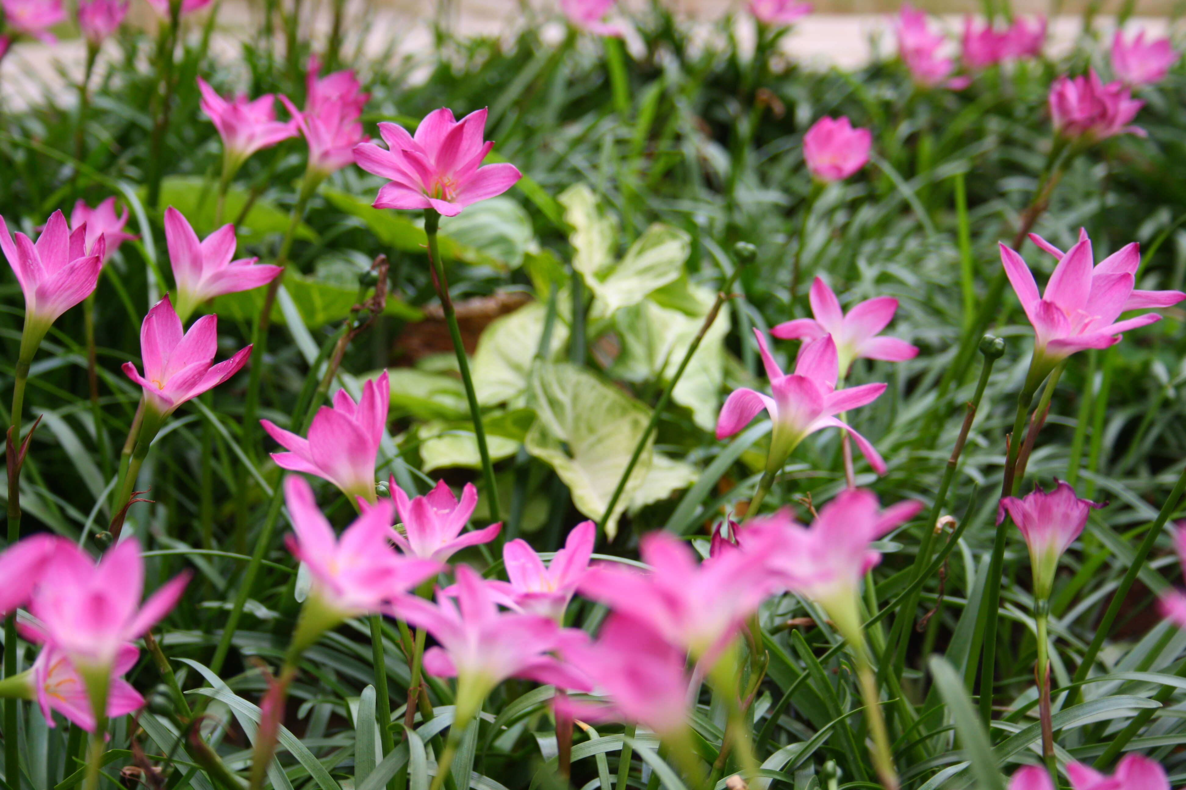 Zephyranthes rosea Lindl. resmi