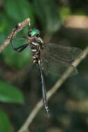 Image of Treetop Emerald