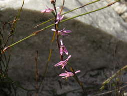 Image of Disa obliqua subsp. clavigera (Lindl.) Bytebier