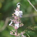 Image de Rotheca serrata (L.) Steane & Mabb.