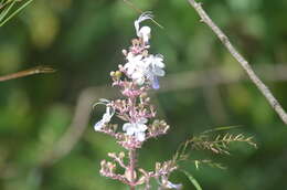 Слика од Rotheca serrata (L.) Steane & Mabb.