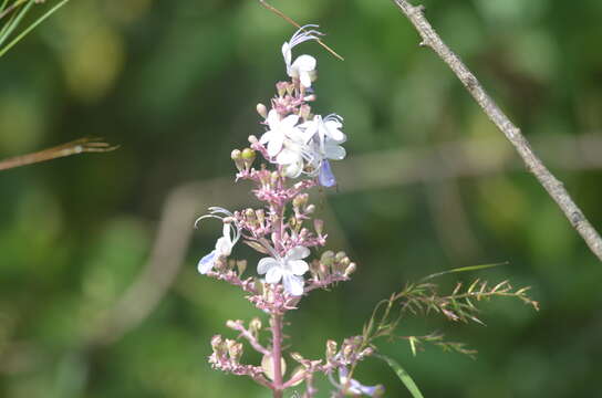 Imagem de Rotheca serrata (L.) Steane & Mabb.