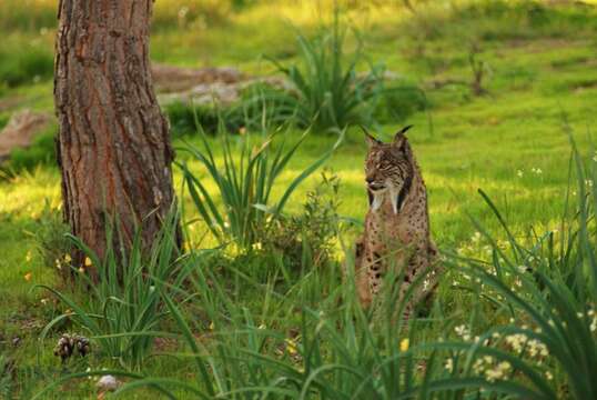 Image of Felis pardinus