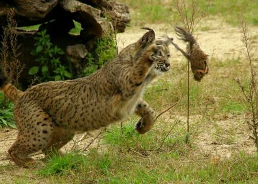 Image of Felis pardinus