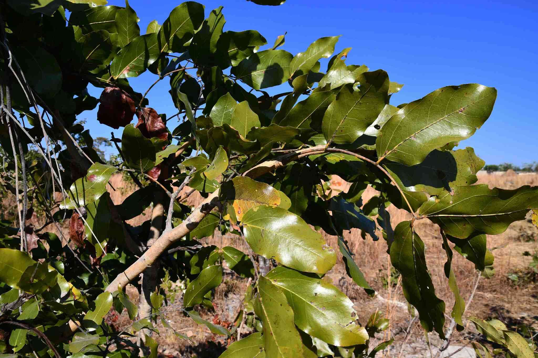 Plancia ëd Julbernardia paniculata (Benth.) Troupin