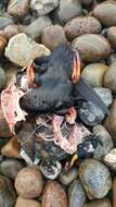 Image of Velvet Scoter