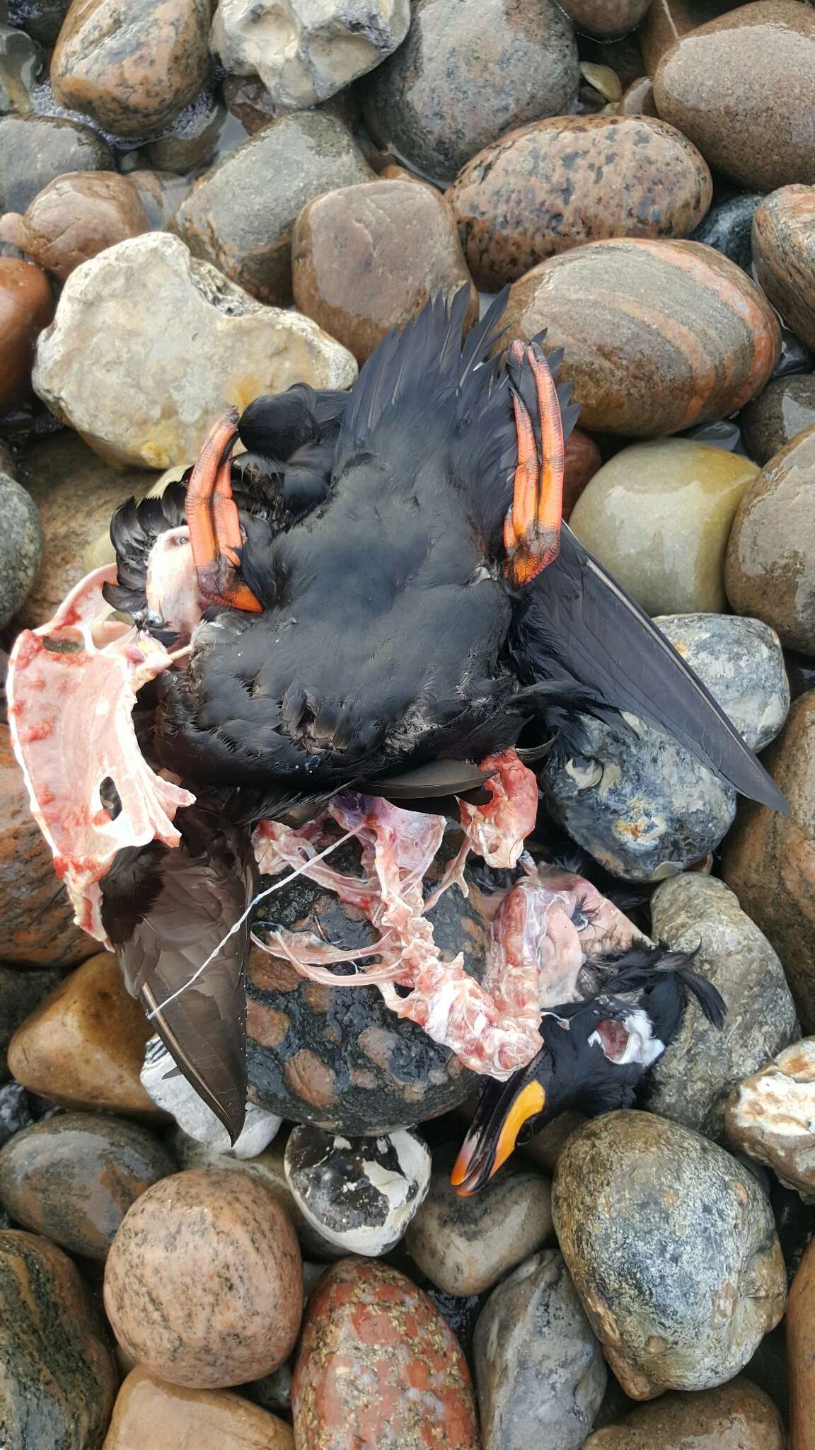 Image of Velvet Scoter