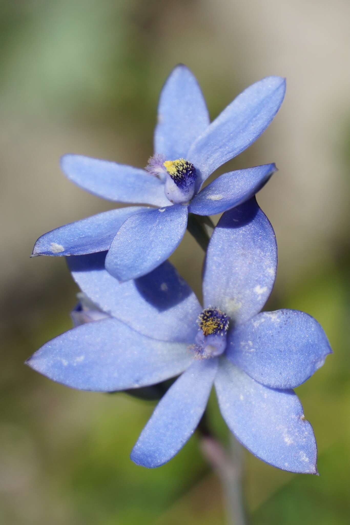 Image de Thelymitra crinita Lindl.