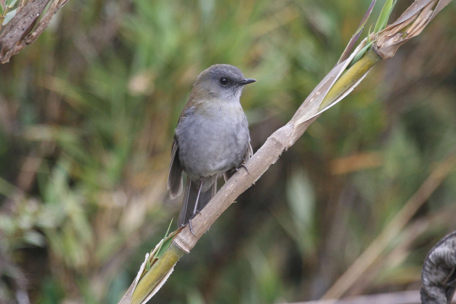 Catharus gracilirostris Salvin 1865的圖片