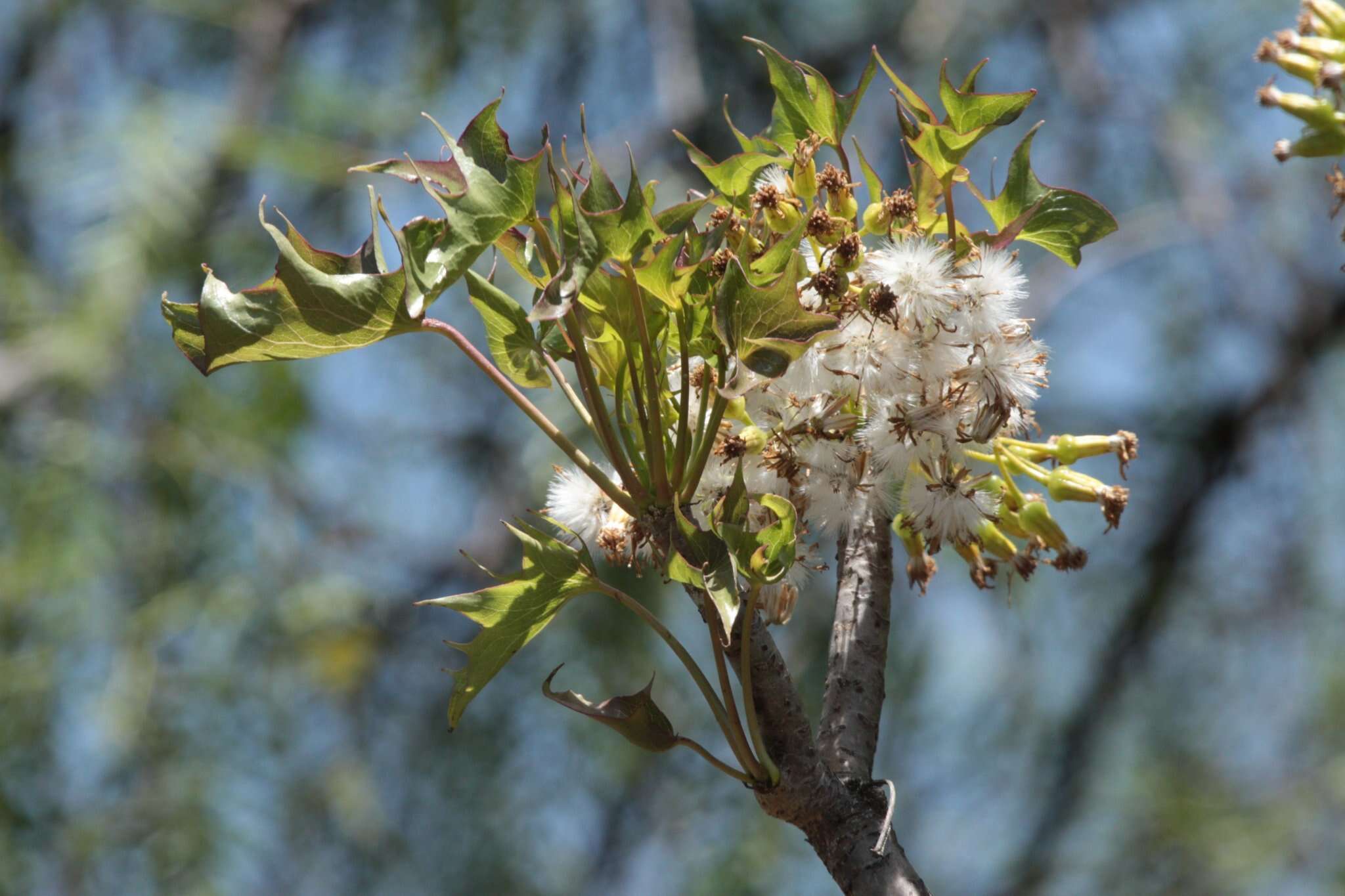 Plancia ëd Pittocaulon praecox (Cav.) H. Rob. & Brettell