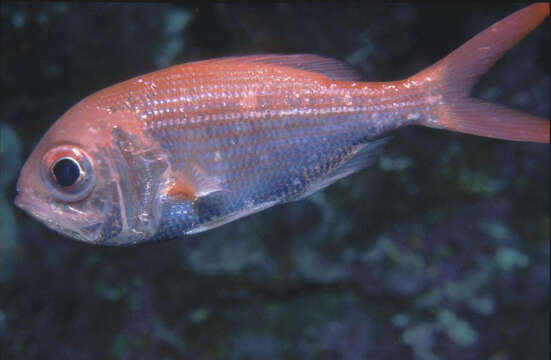 Image of Eastern nannygai