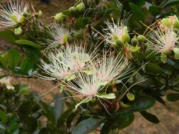 Image of African caper