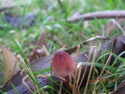 Plancia ëd Mycena mariae G. Stev. 1964