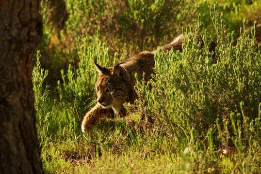 Image of Felis pardinus