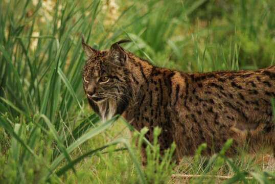 Image of Felis pardinus