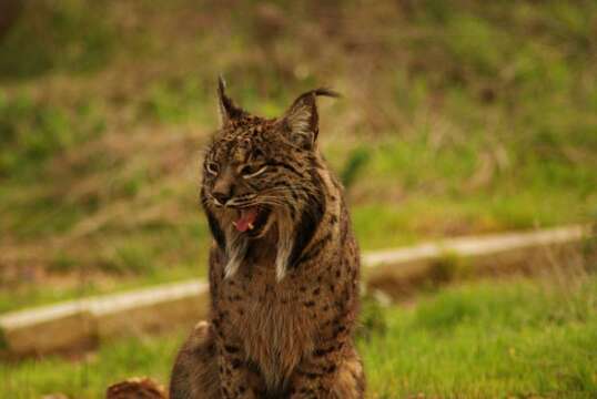 Image of Felis pardinus