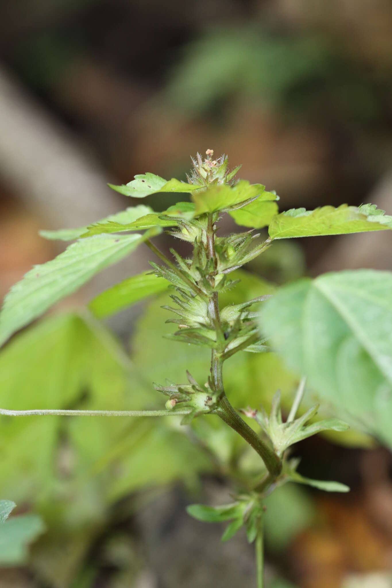 Imagem de Acalypha virginica var. deamii Weath.