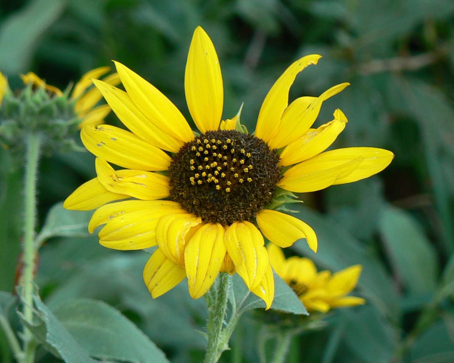 Image of prairie sunflower